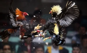 Hướng Dẫn Cách Chơi Đá Gà Sabong Tại 365Bet Chi Tiết Nhất