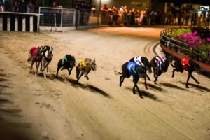 Bí Quyết Chơi Game Nhanh Đua Chó Tại 365Bet Tối Ưu Lợi Nhuận