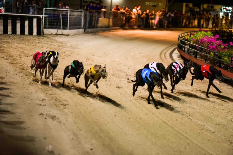 Bí Quyết Chơi Game Nhanh Đua Chó Tại 365Bet Tối Ưu Lợi Nhuận