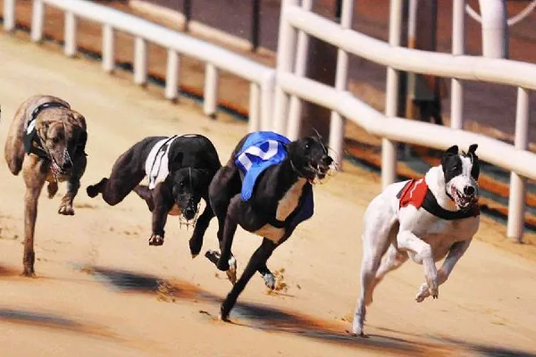 Bí Quyết Chơi Game Nhanh Đua Chó Tại 365Bet Tối Ưu Lợi Nhuận