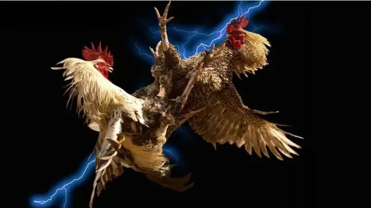 Đá Gà 365Bet Nền Tảng Trực Tuyến Hàng Đầu Cho Người Đam Mê