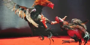 Hướng Dẫn Cách Chơi Đá Gà WS168 Tại 365Bet Chi Tiết Nhất 2025